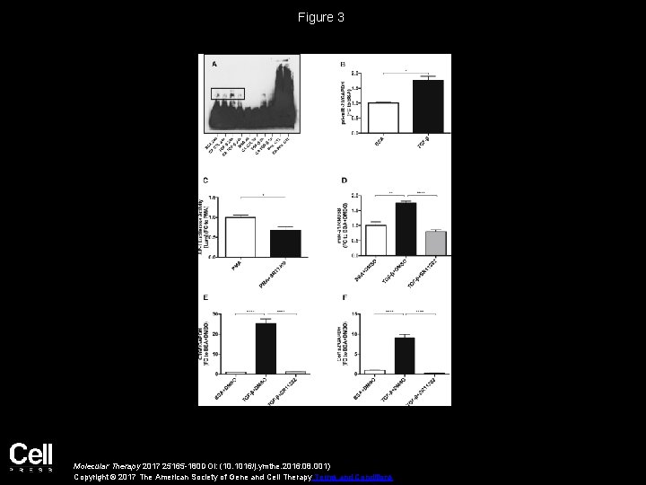 Figure 3 Molecular Therapy 2017 25165 -180 DOI: (10. 1016/j. ymthe. 2016. 08. 001)