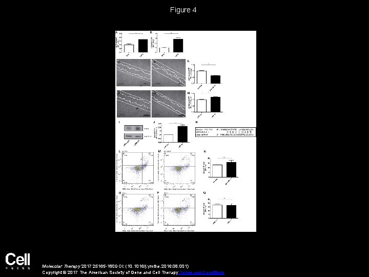 Figure 4 Molecular Therapy 2017 25165 -180 DOI: (10. 1016/j. ymthe. 2016. 08. 001)