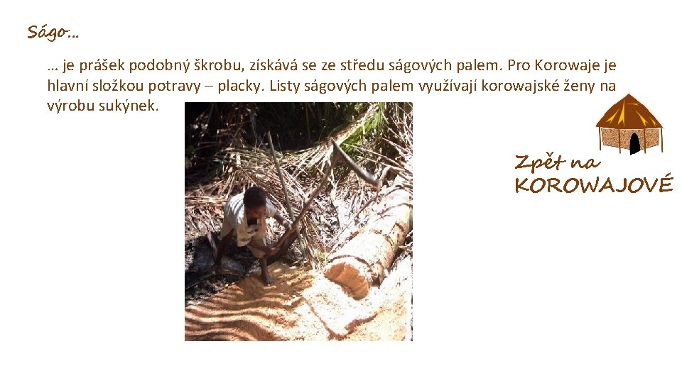 Ságo… … je prášek podobný škrobu, získává se ze středu ságových palem. Pro Korowaje