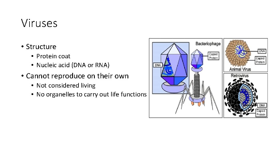 Viruses • Structure • Protein coat • Nucleic acid (DNA or RNA) • Cannot