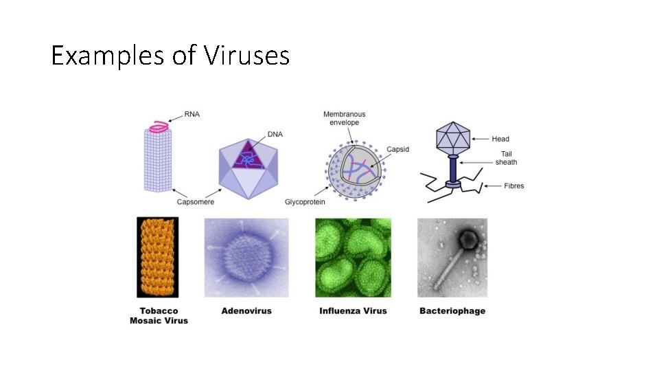 Examples of Viruses 