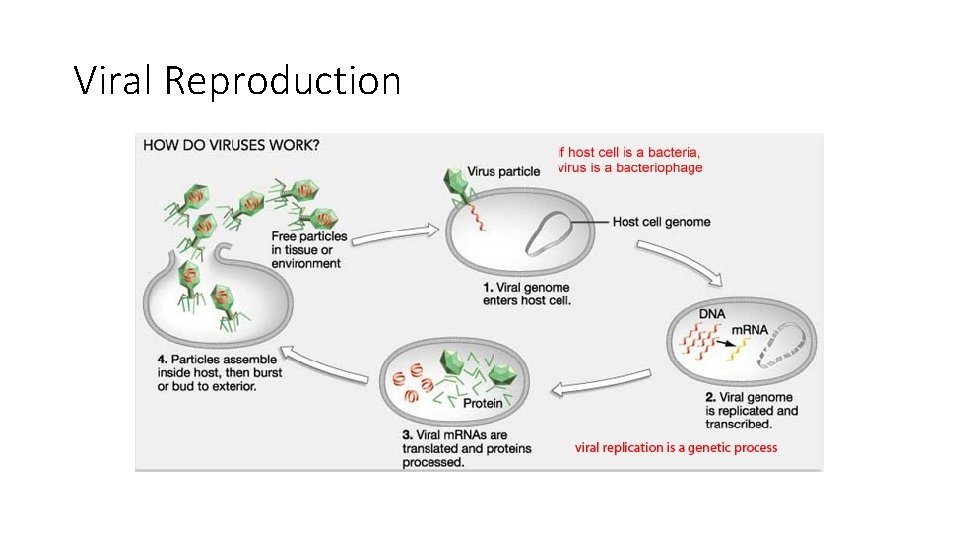 Viral Reproduction 