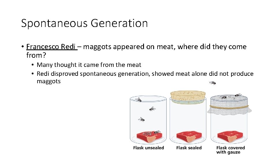 Spontaneous Generation • Francesco Redi – maggots appeared on meat, where did they come