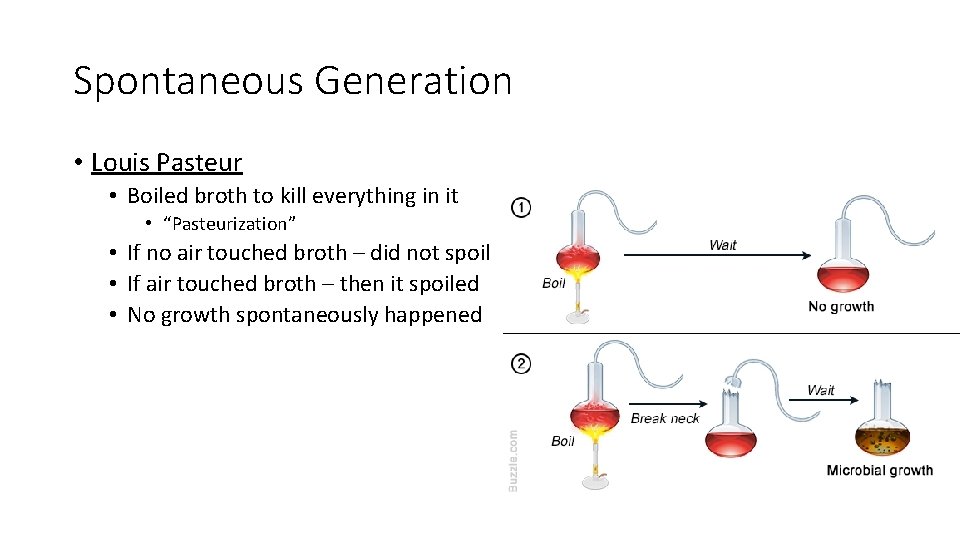 Spontaneous Generation • Louis Pasteur • Boiled broth to kill everything in it •