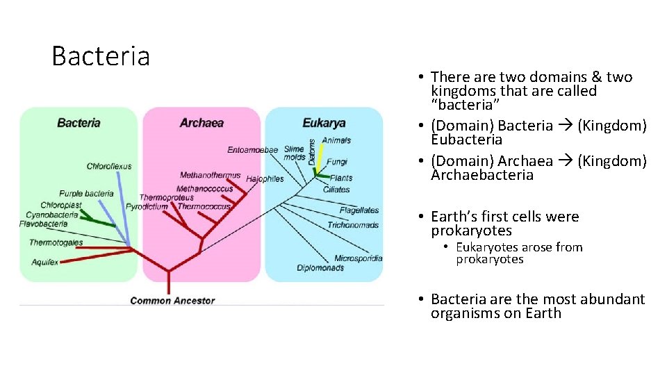 Bacteria • There are two domains & two kingdoms that are called “bacteria” •