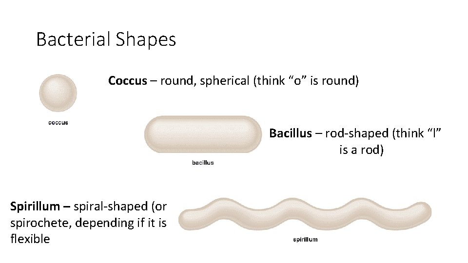Bacterial Shapes Coccus – round, spherical (think “o” is round) Bacillus – rod-shaped (think