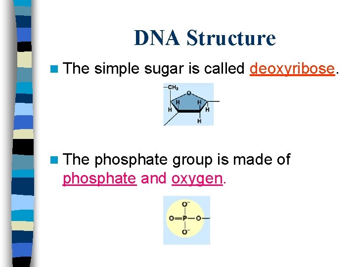 DNA Structure n The simple sugar is called deoxyribose. phosphate group is made of