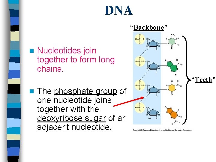DNA “Backbone” n Nucleotides join together to form long chains. “Teeth” n The phosphate