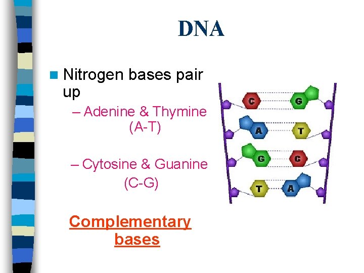 DNA n Nitrogen up bases pair – Adenine & Thymine (A-T) – Cytosine &