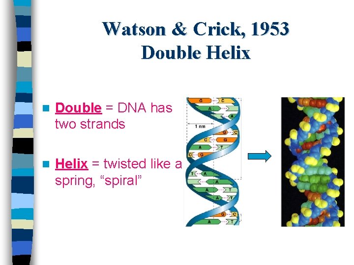 Watson & Crick, 1953 Double Helix n Double = DNA has two strands n