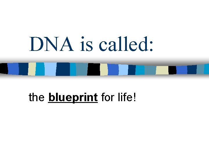 DNA is called: the blueprint for life! 