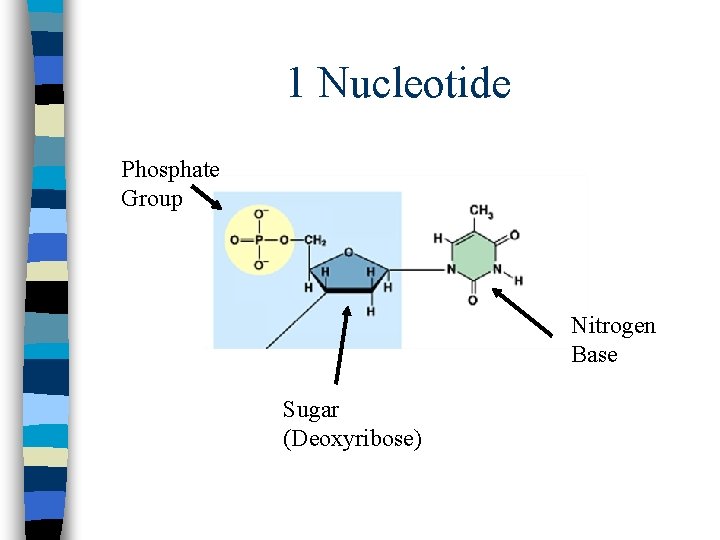 1 Nucleotide Phosphate Group Nitrogen Base Sugar (Deoxyribose) 