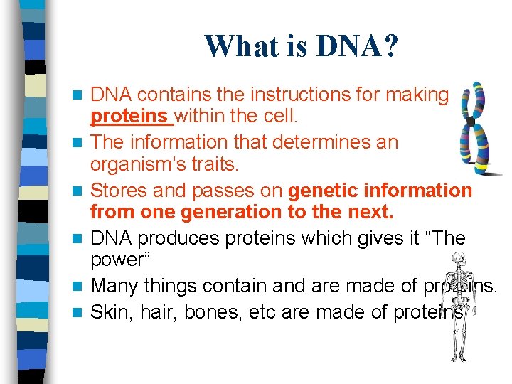 What is DNA? n n n DNA contains the instructions for making proteins within