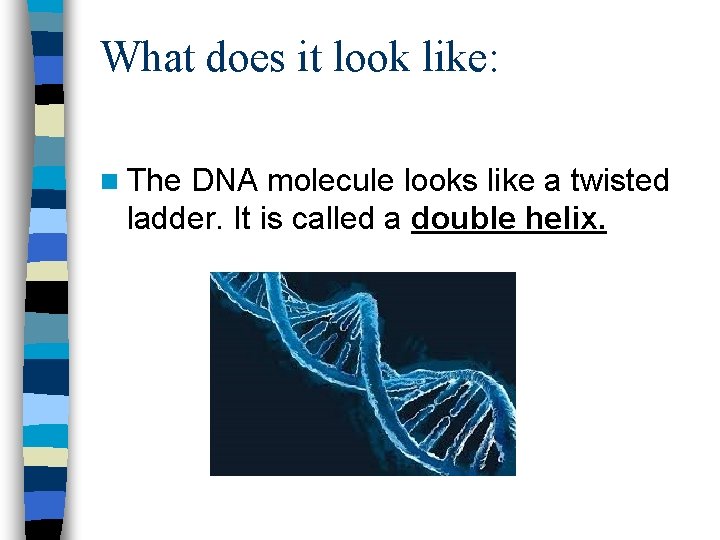 What does it look like: n The DNA molecule looks like a twisted ladder.