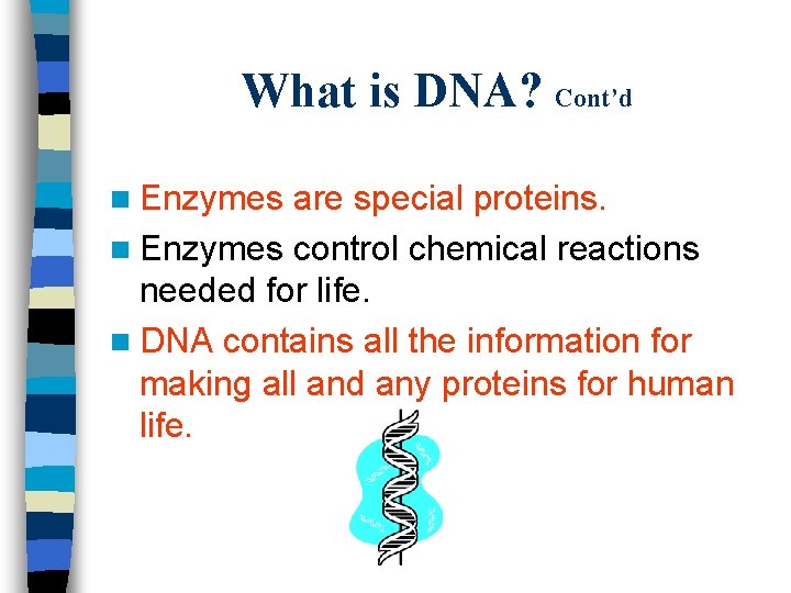 What is DNA? Cont’d n Enzymes are special proteins. n Enzymes control chemical reactions