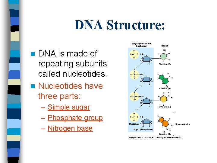 DNA Structure: DNA is made of repeating subunits called nucleotides. n Nucleotides have three