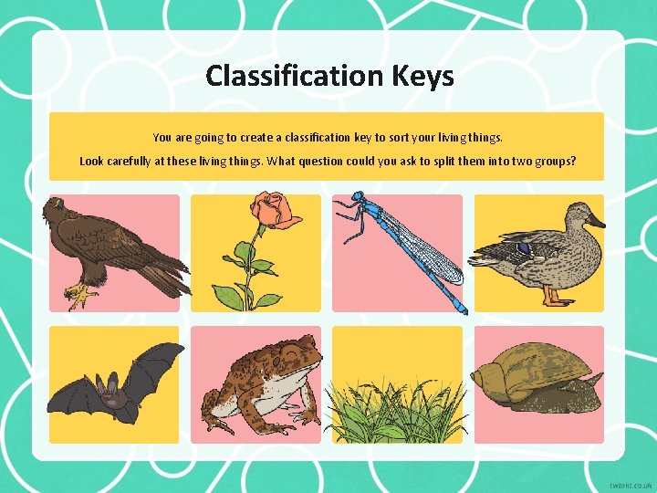 Classification Keys You are going to create a classification key to sort your living