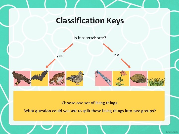 Classification Keys Is it a vertebrate? yes no Choose one set of living things.