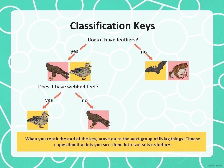 Classification Keys Does it have feathers? yes no Does it have webbed feet? yes