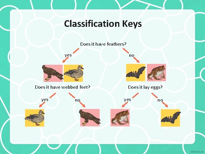 Classification Keys Does it have feathers? yes no Does it have webbed feet? yes