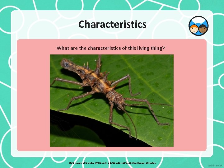 Characteristics What are the characteristics of this living thing? Photo courtesy of berniedup (@flickr.