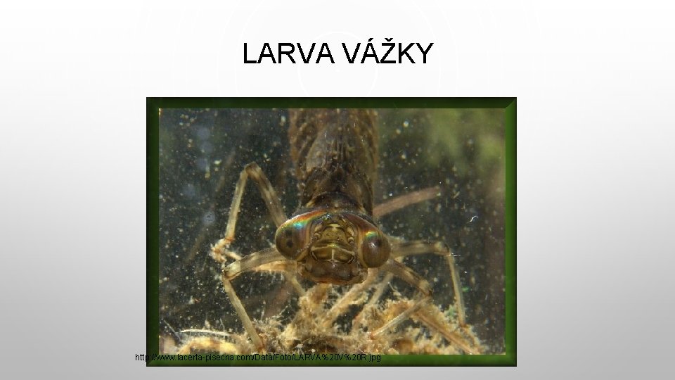 LARVA VÁŽKY http: //www. lacerta-pisecna. com/Data/Foto/LARVA%20 V%20 R. jpg 