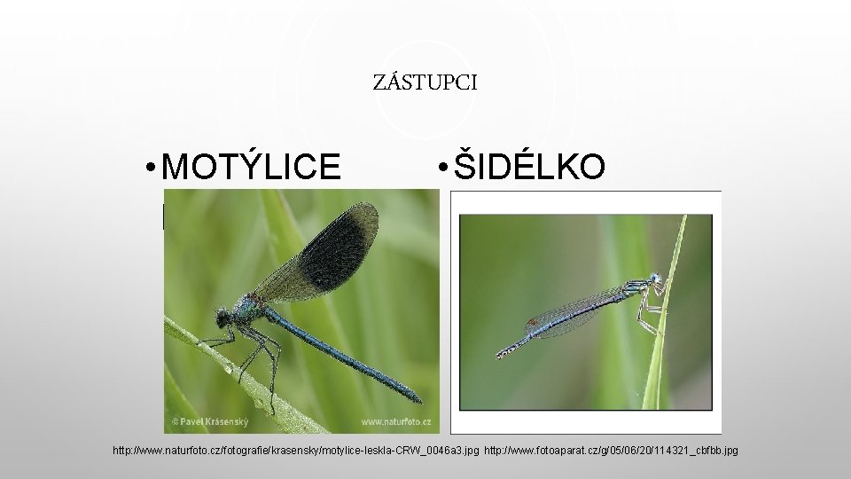 ZÁSTUPCI • MOTÝLICE LESKLÁ • ŠIDÉLKO MODRÉ http: //www. naturfoto. cz/fotografie/krasensky/motylice-leskla-CRW_0046 a 3. jpg