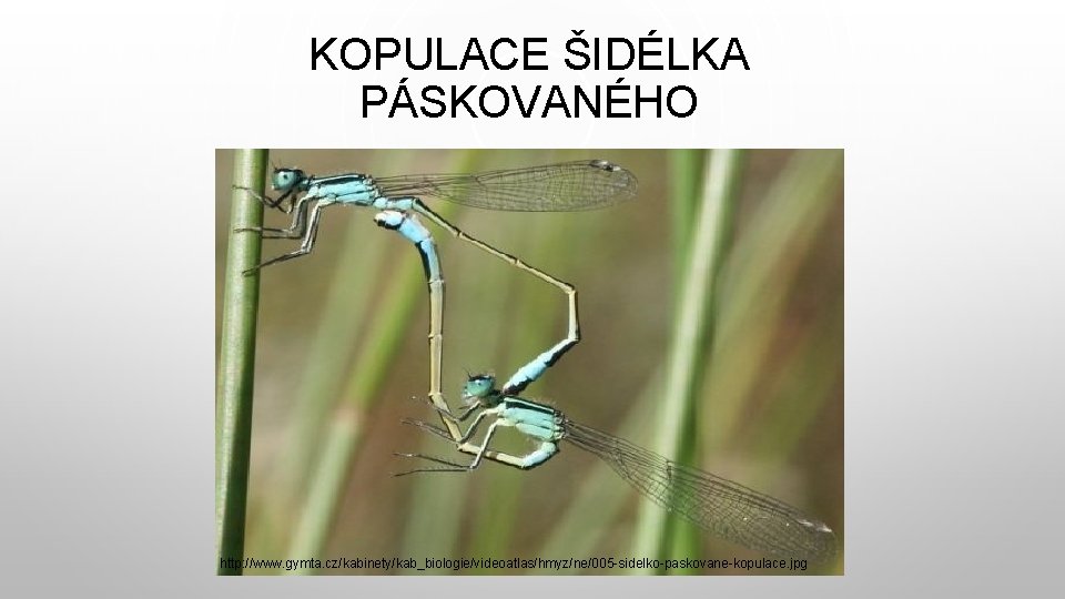 KOPULACE ŠIDÉLKA PÁSKOVANÉHO http: //www. gymta. cz/kabinety/kab_biologie/videoatlas/hmyz/ne/005 -sidelko-paskovane-kopulace. jpg 