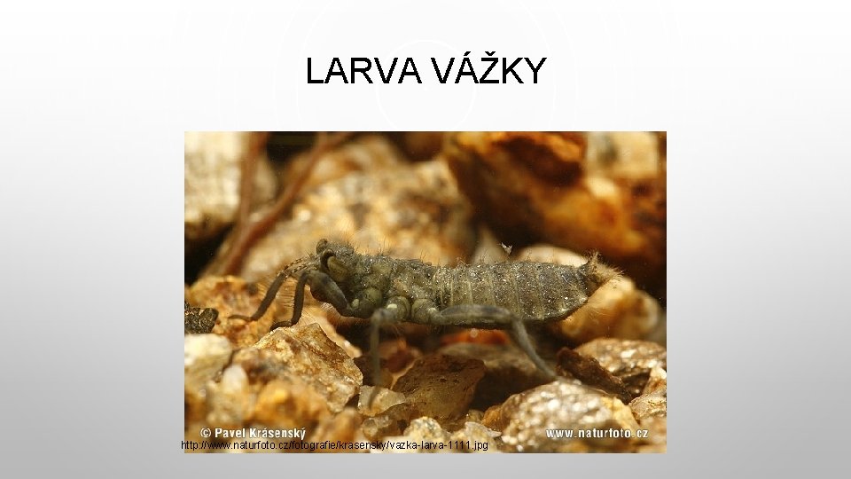 LARVA VÁŽKY http: //www. naturfoto. cz/fotografie/krasensky/vazka-larva-1111. jpg 