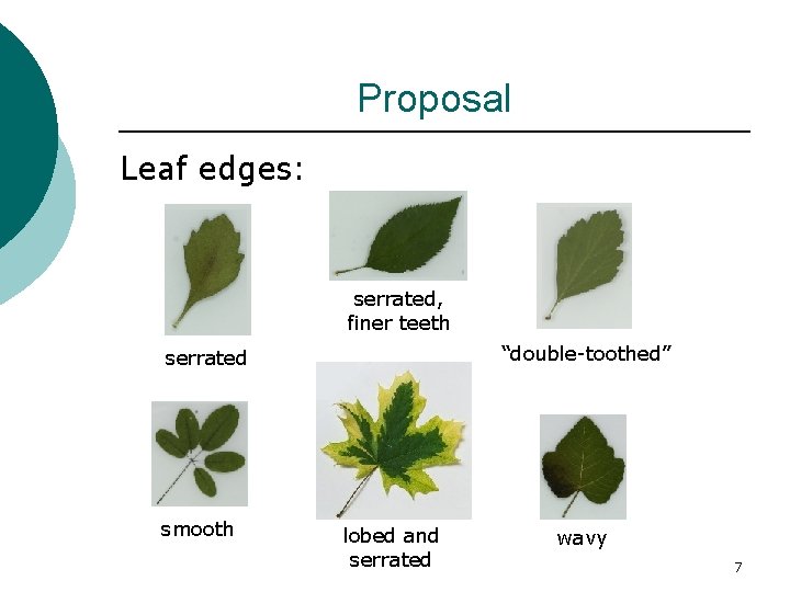 Proposal Leaf edges: serrated, finer teeth “double-toothed” serrated smooth lobed and serrated wavy 7