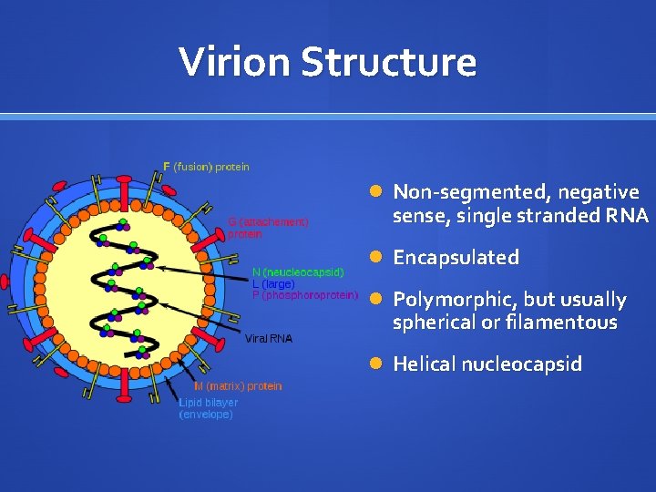 Virion Structure Non-segmented, negative sense, single stranded RNA Encapsulated Polymorphic, but usually spherical or