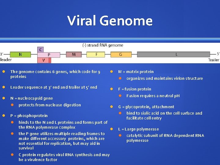 Viral Genome The genome contains 6 genes, which code for 9 proteins M =