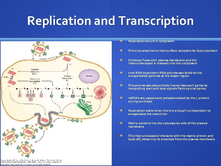 Replication and Transcription Replication occurs in cytoplasm The virus attaches to host surface receptors