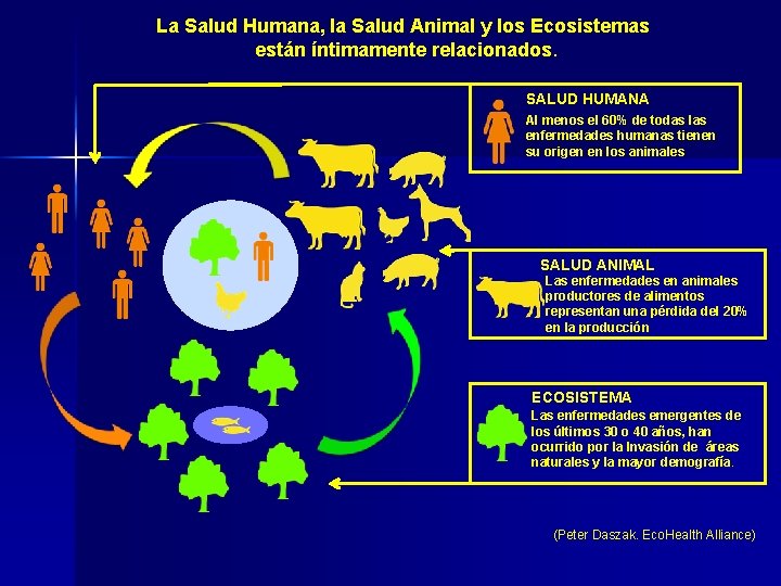 La Salud Humana, la Salud Animal y los Ecosistemas están íntimamente relacionados. SALUD HUMANA