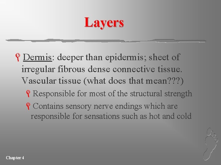 Layers LDermis: deeper than epidermis; sheet of irregular fibrous dense connective tissue. Vascular tissue