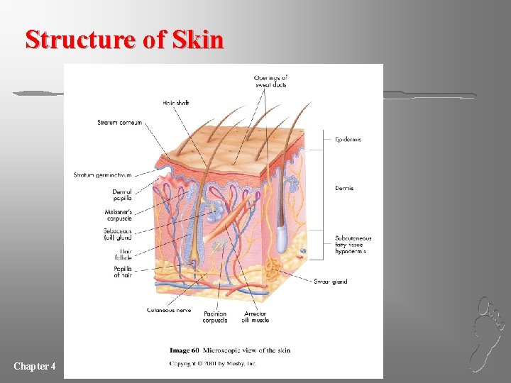 Structure of Skin Chapter 4 