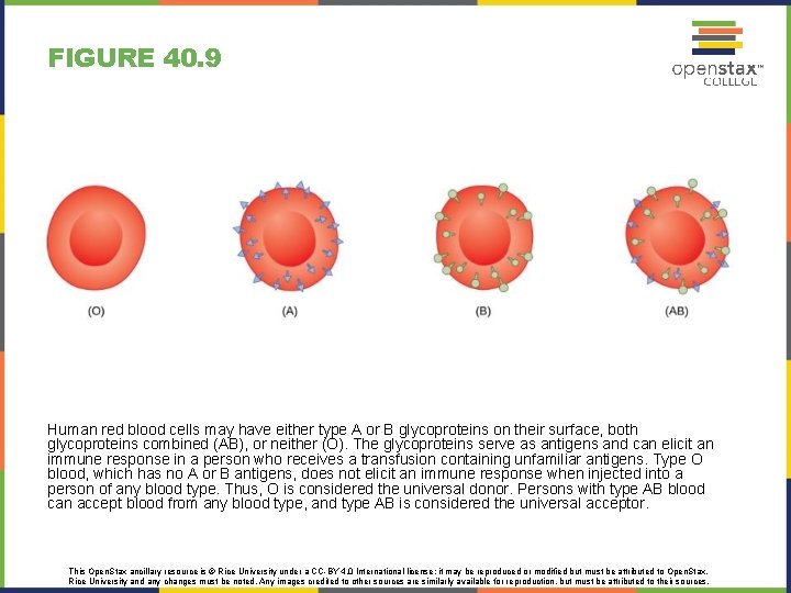 FIGURE 40. 9 Human red blood cells may have either type A or B