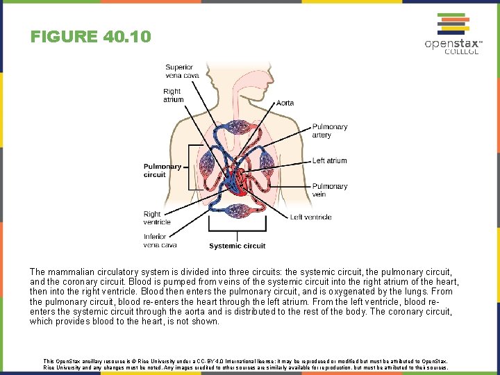 FIGURE 40. 10 The mammalian circulatory system is divided into three circuits: the systemic