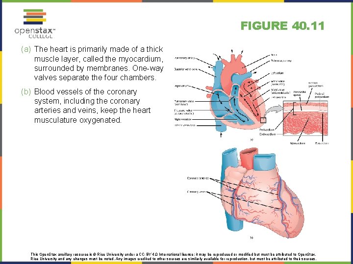 FIGURE 40. 11 (a) The heart is primarily made of a thick muscle layer,