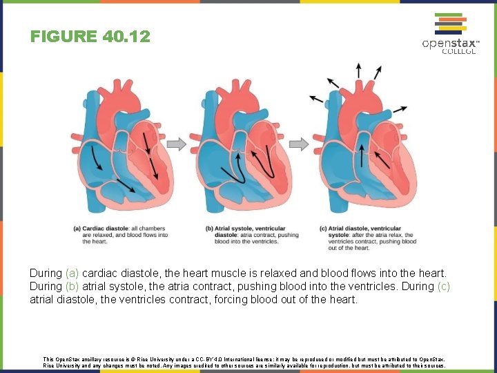 FIGURE 40. 12 During (a) cardiac diastole, the heart muscle is relaxed and blood