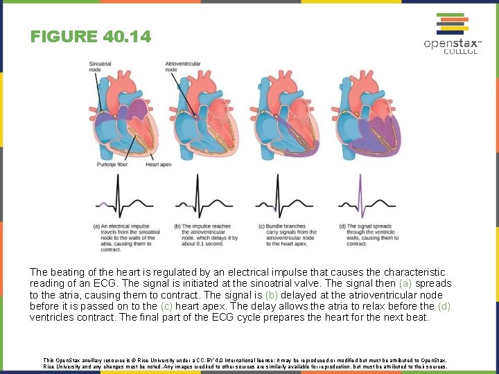 FIGURE 40. 14 The beating of the heart is regulated by an electrical impulse