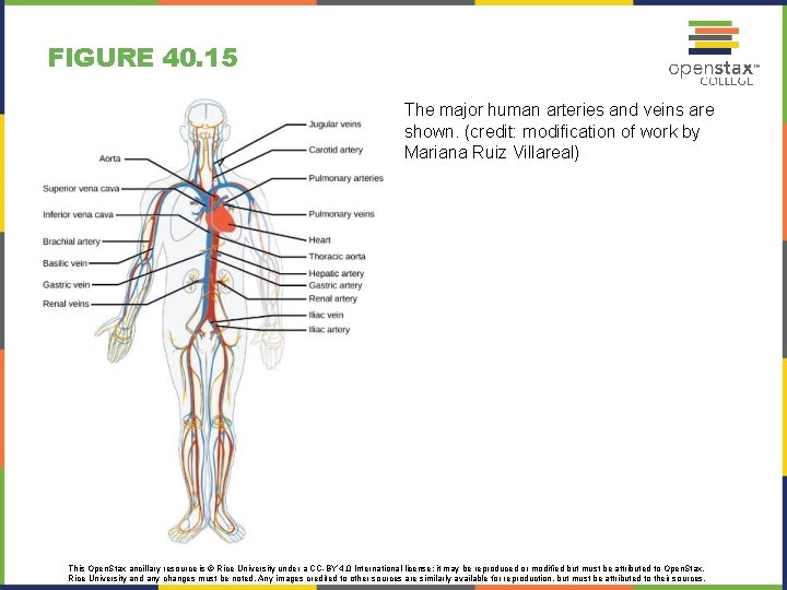 FIGURE 40. 15 The major human arteries and veins are shown. (credit: modification of