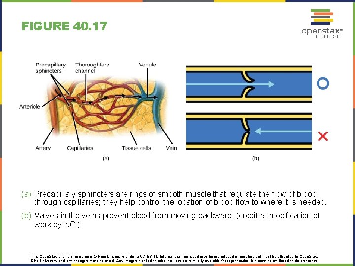 FIGURE 40. 17 (a) Precapillary sphincters are rings of smooth muscle that regulate the