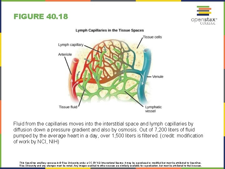 FIGURE 40. 18 Fluid from the capillaries moves into the interstitial space and lymph