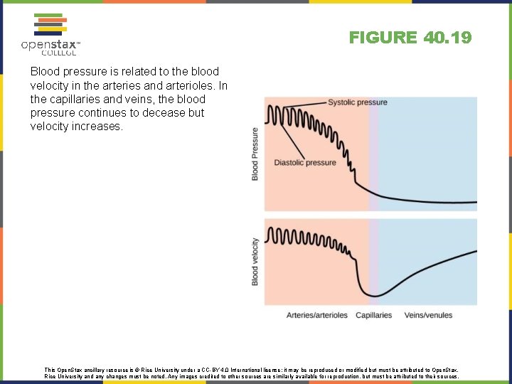 FIGURE 40. 19 Blood pressure is related to the blood velocity in the arteries