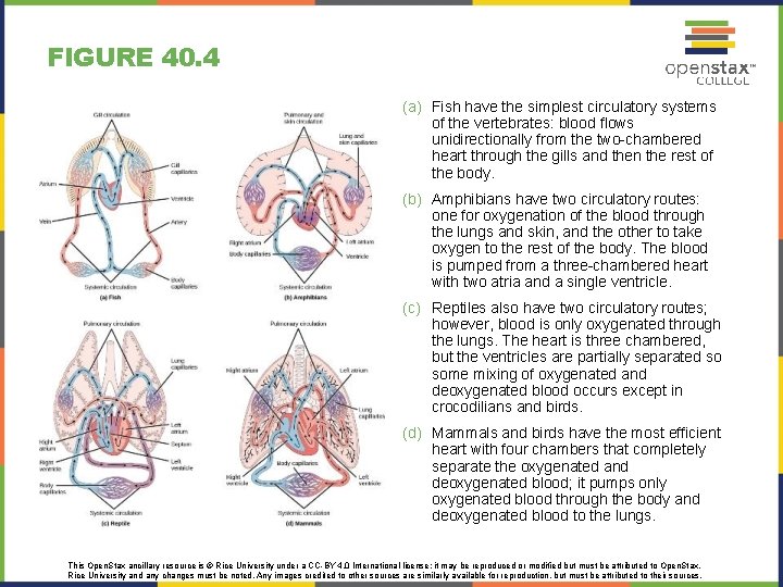 FIGURE 40. 4 (a) Fish have the simplest circulatory systems of the vertebrates: blood