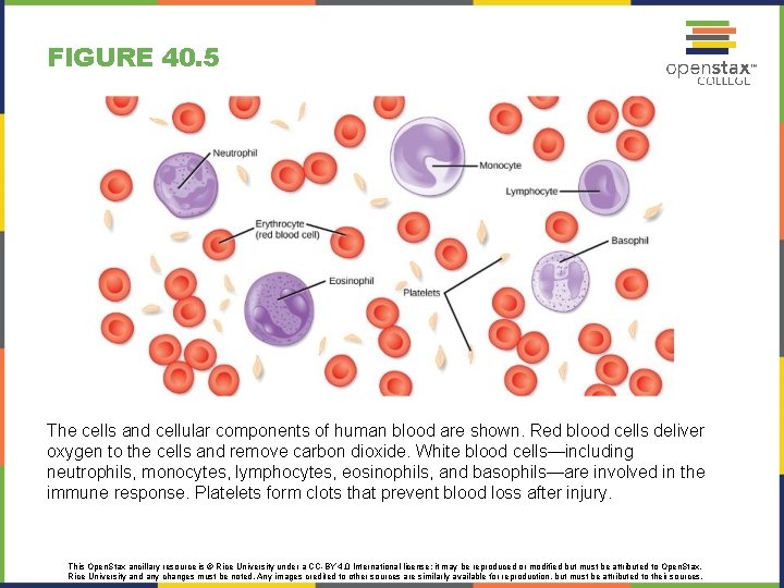 FIGURE 40. 5 The cells and cellular components of human blood are shown. Red
