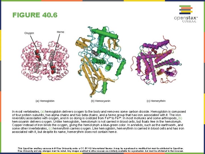 FIGURE 40. 6 In most vertebrates, (a) hemoglobin delivers oxygen to the body and