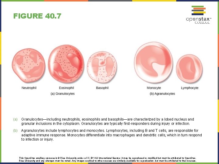 FIGURE 40. 7 (a) Granulocytes—including neutrophils, eosinophils and basophils—are characterized by a lobed nucleus