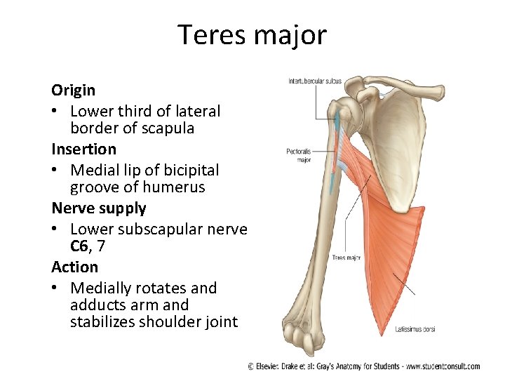 Teres major Origin • Lower third of lateral border of scapula Insertion • Medial